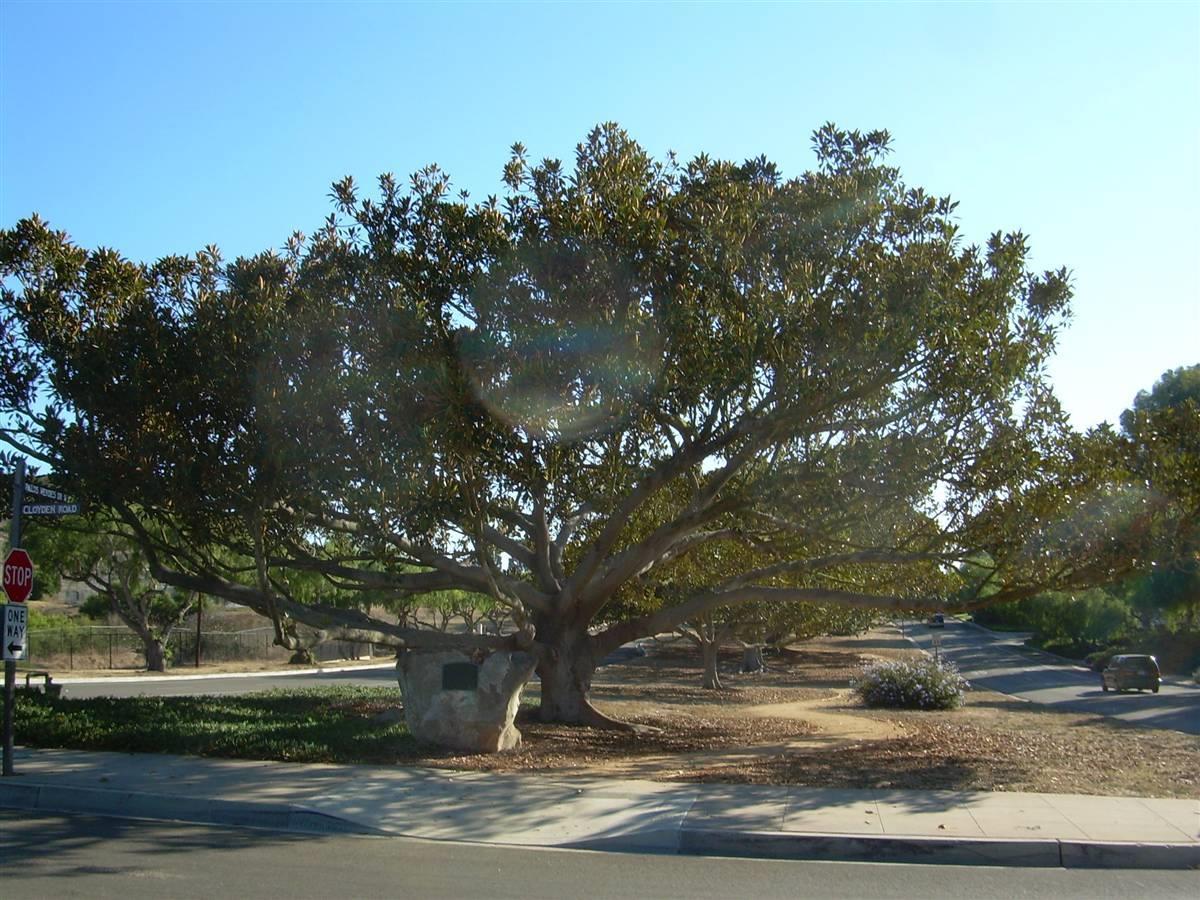 Lunada Bay Fig Tree