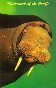Marinelandwalrus.jpg