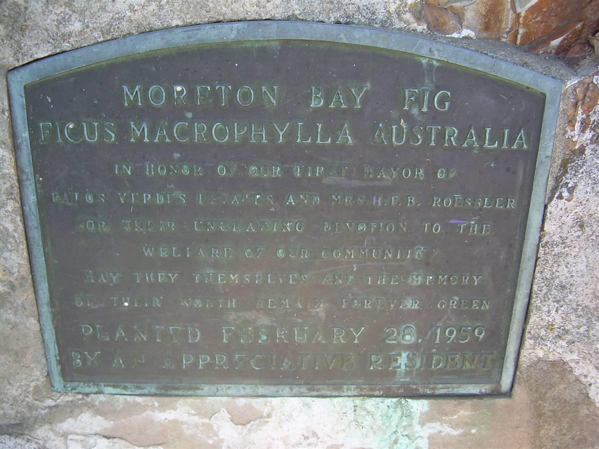 Lunada Bay Australian Fig Tree Plaque