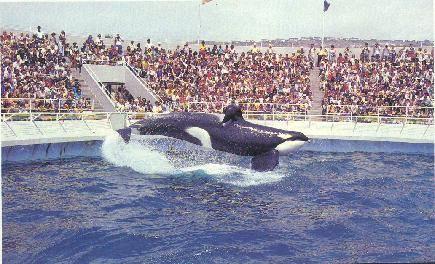 Orky the killer whale